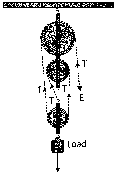 A block and tackle system has the velocity ratio 3. Draw a labelled diagram  of the system indicating the points of application and the directions of  load L and effort E. A