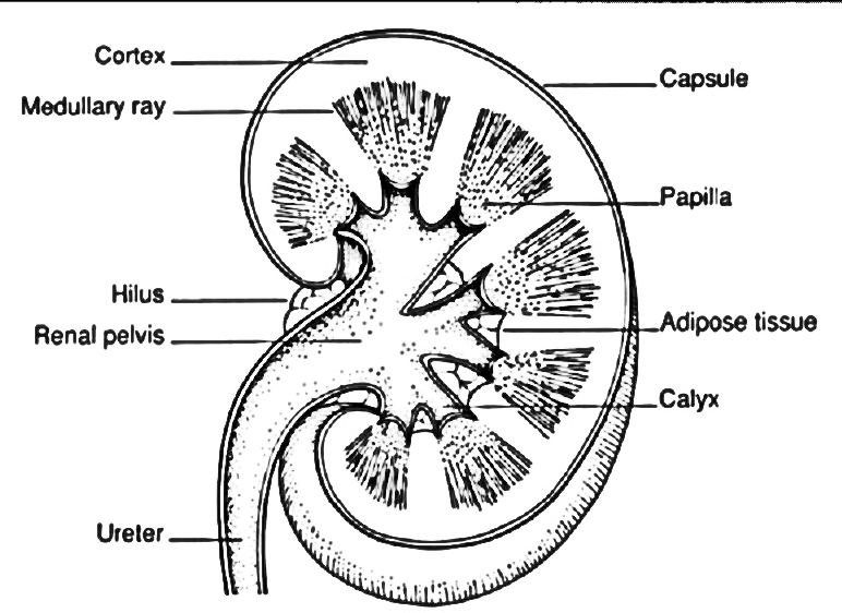 Anatomical drawing of a female figure with a transplanted kidney  Media  Asset  NIDDK