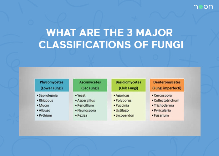 What Are The 3 Major Classifications of Fungi - Noon Academy