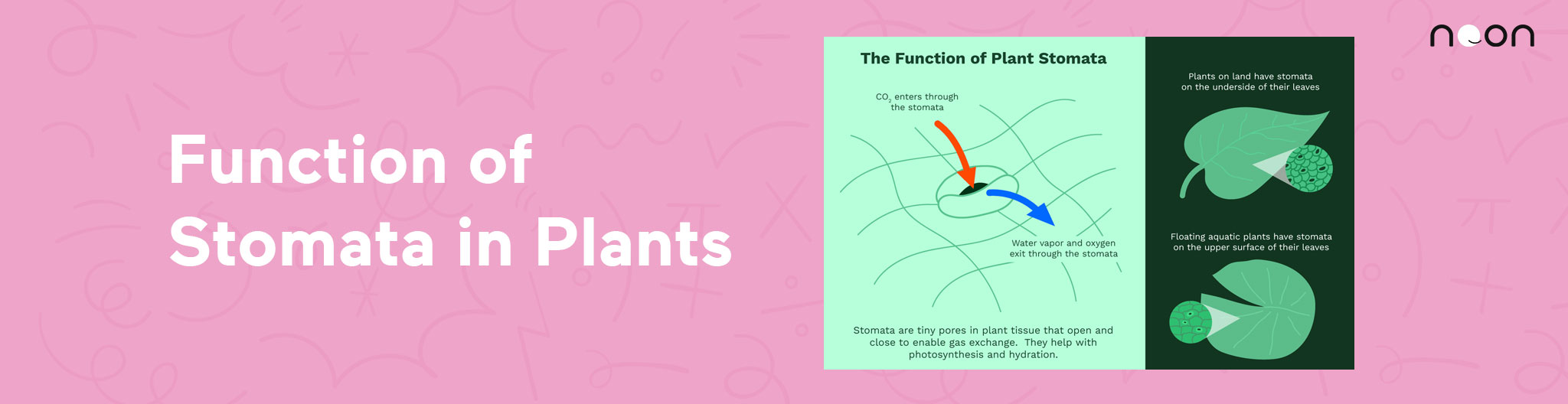 Function of Stomata in Plants