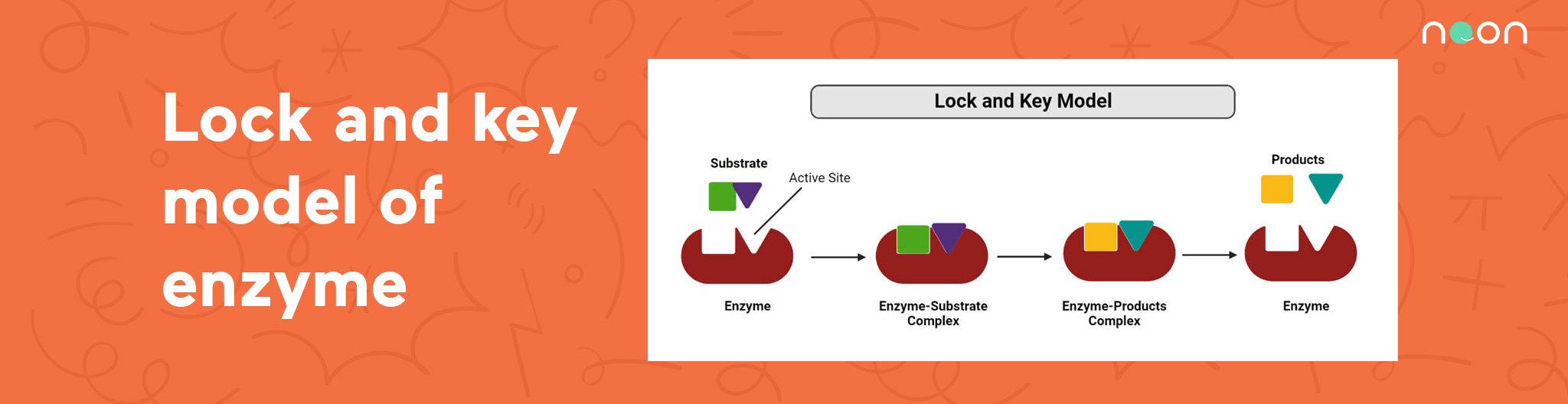 Lock and key model of enzyme