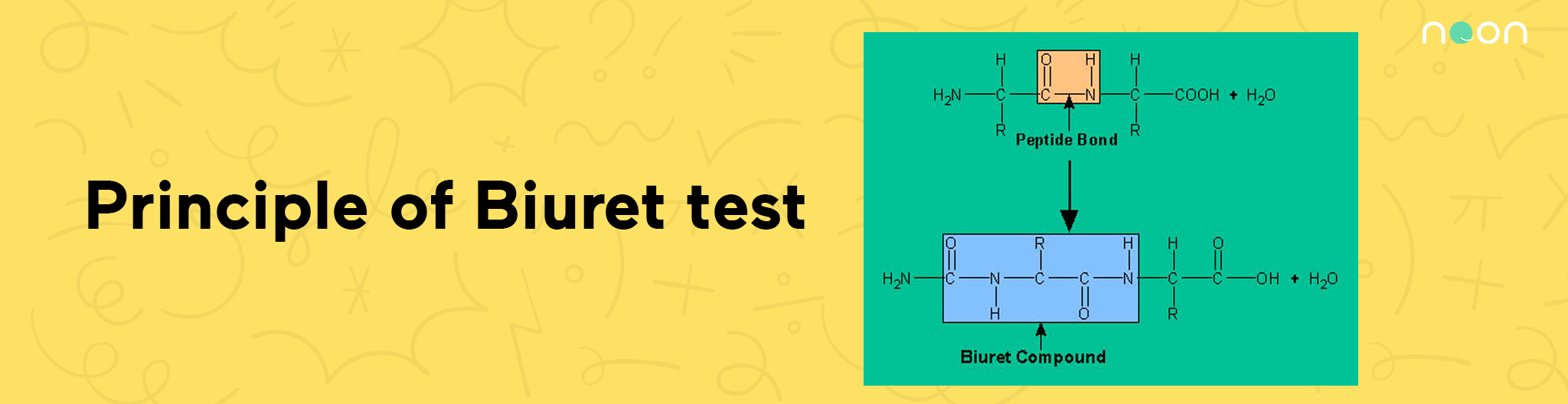 Principle of Biuret test