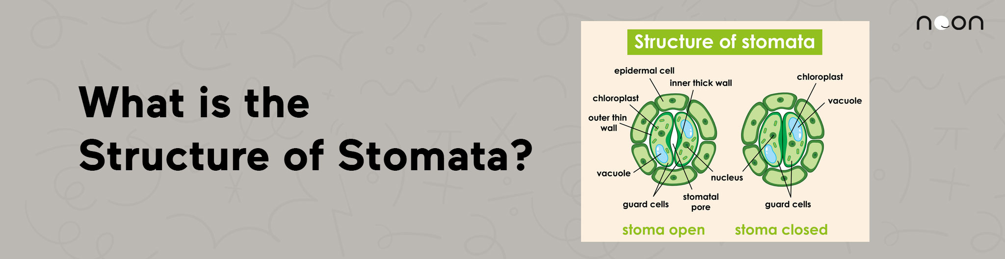 Sturcture of Stomata