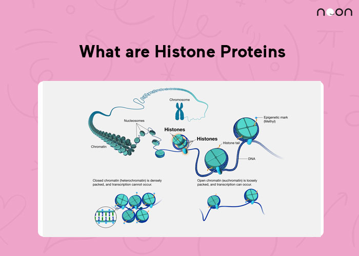 What are Histone Proteins
