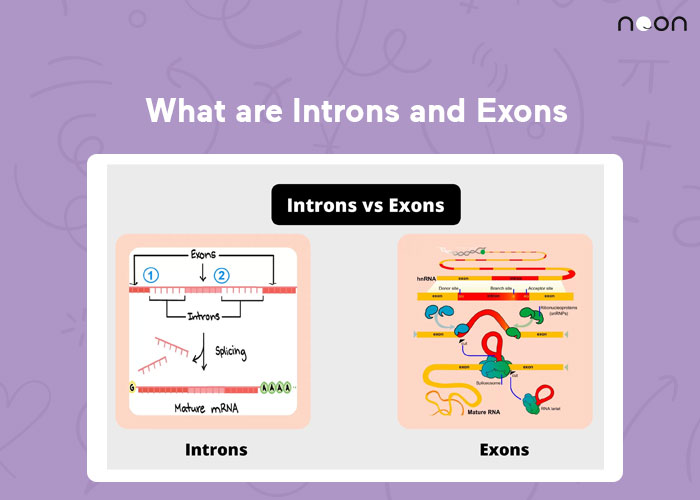 What are Introns and Exons
