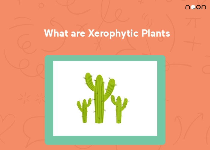 What are Xerophytic Plants