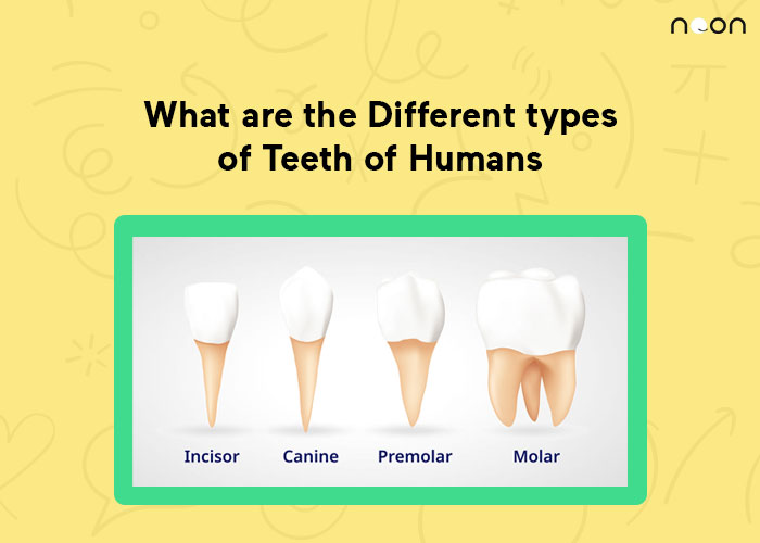 What are the Different Types of Teeth of Humans