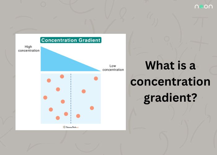What is a concentration gradient