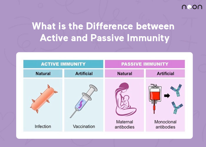 What is the Difference between Active and Passive Immunity