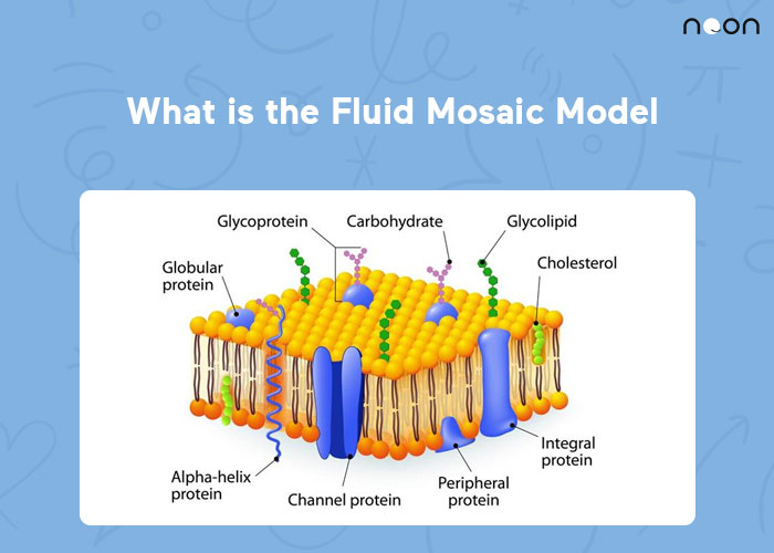 What is the Fluid Mosaic Model
