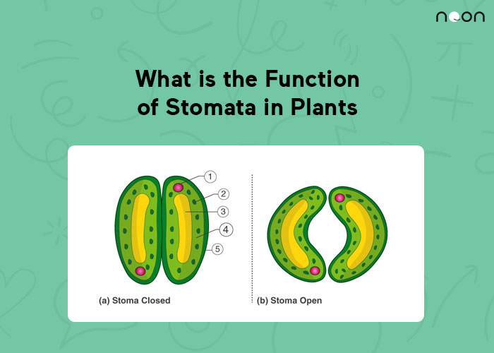 What is the Function of Stomata in Plants
