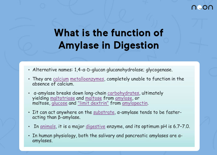 What is the function of Amylase in Digestion