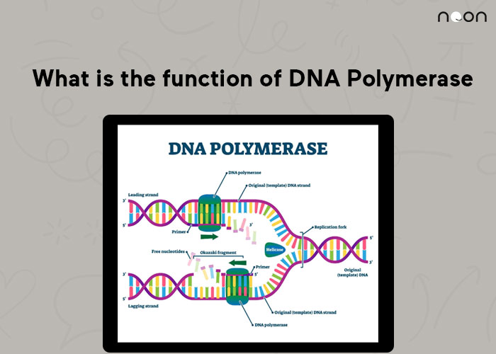 What is the function of DNA Polymerase
