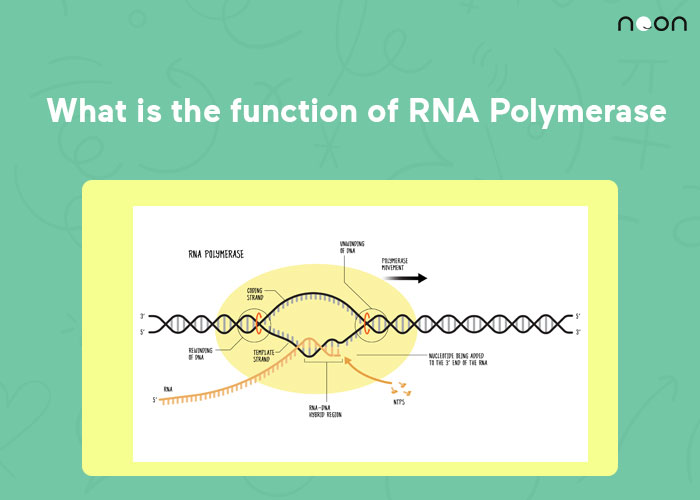 What is the function of RNA Polymerase