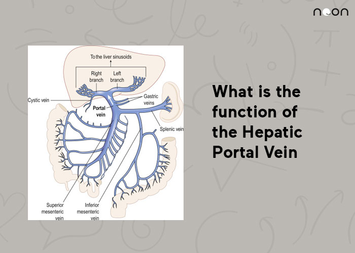 What is the function of the Hepatic Portal Vein