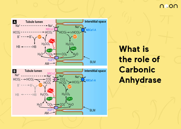 What is the role of Carbonic Anhydrase