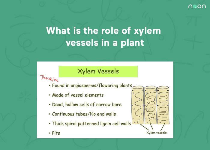 What is the role of xylem vessels in a plant