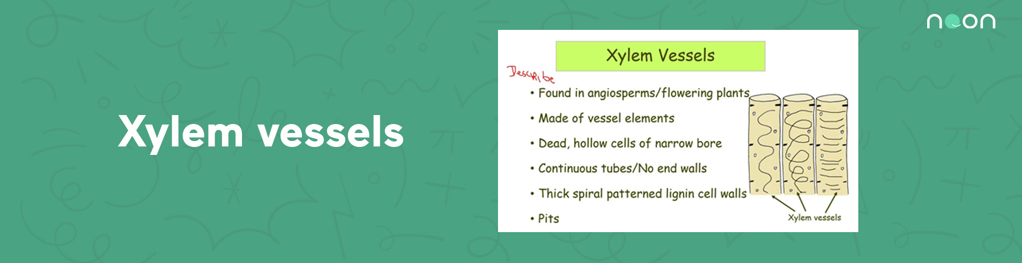 Xylem vessels functions
