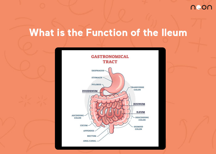 function of the ileum