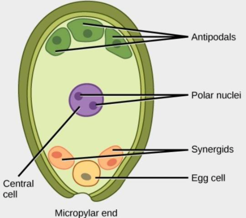 fertilization diagram